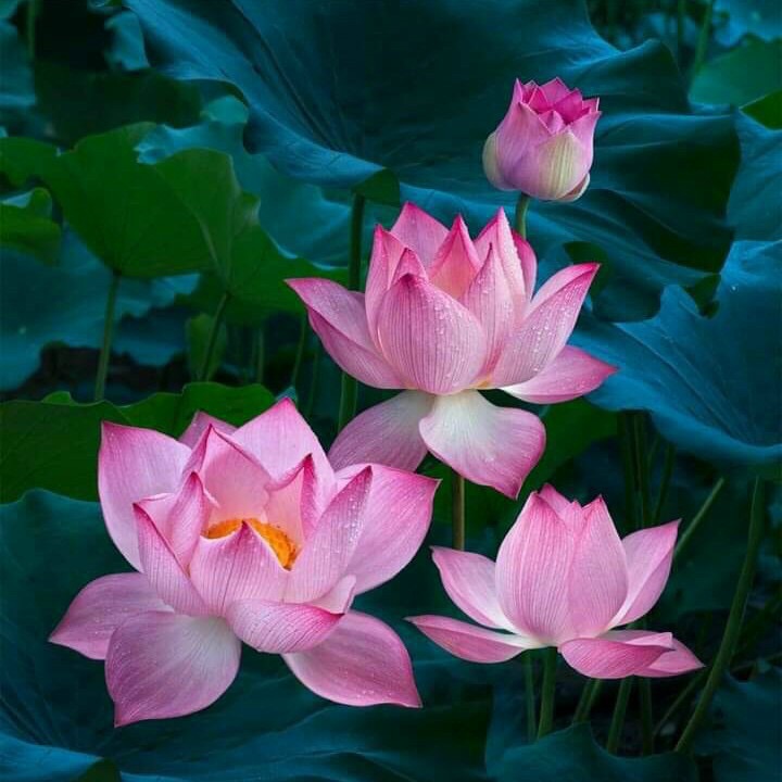 Đồ Đi Chùa Giá Sỉ