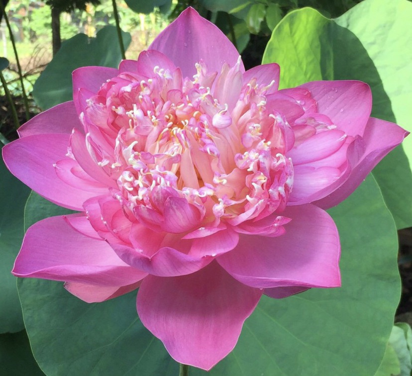 Song An Tã Bỉm Chính Hãng