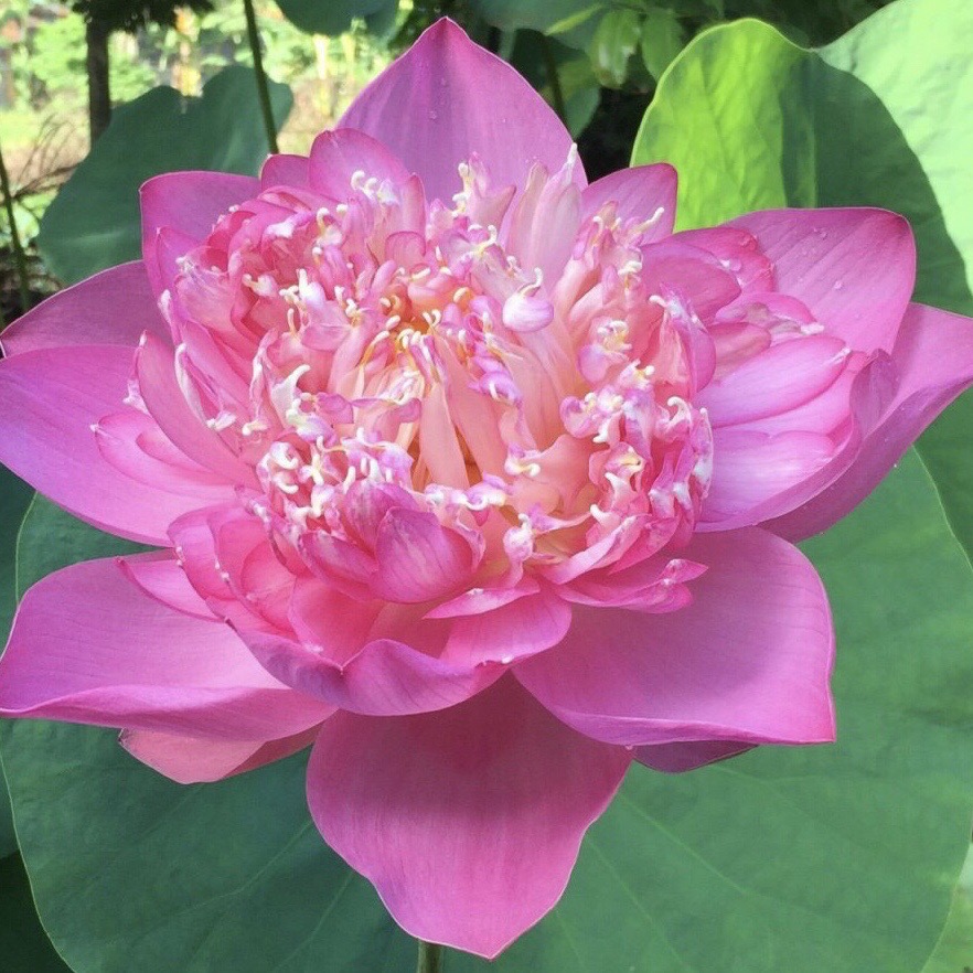 Phúc An - Tã Bỉm Chính Hãng