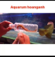 Phụ kiện cá rồng hoàng anh