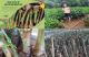 Azathra Cuttings & Seedlings Forest Tree Nursery