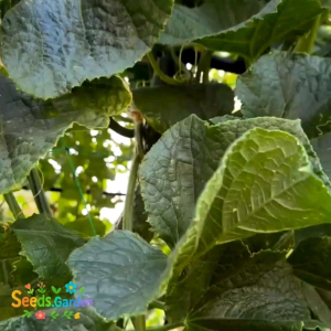 [TERMURAH] BIJI/BENIH TIMUN JEPANG RONALDO KEMASAN REPACK