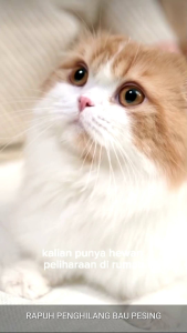 Penghilang Bau Pesing Kotoran Kucing & Sugerglider