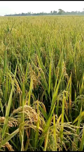 benih padi impari sidenok viona kemasan 5kg