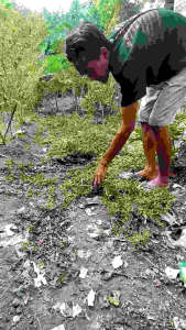 ALAT PEMBERSIH GULMA ALAT PEMOTONG RUMPUT