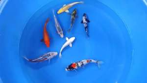 JAPAN KOI 18-22cm 8pcs COMBO from MARUSEI FARM ( MERDEKA OFFER at 2388 + shipping 50 )