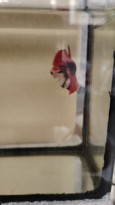 Haftmoon Plakat Betta Fish B5 - AOC