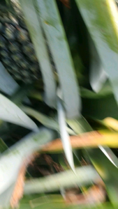 giống THƠM MẬT không gai/ quả to 2-4kg/ nhiều mật