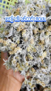 ชิวคักหญ้านางนวลหญ้าทำขนมเทียน