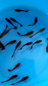 [TW_AquaFish] 黑紫莫斯孔雀母鱼四只送两只 4pcs Betina Free 2pcs Black purple MOSCOW Guppy - 4pcs (betina sahaja)