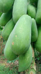 Buah Pepaya Muda Olahan Sayur Tumis Rujak manisan kemasan 1 kg