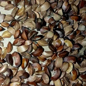 Benih Biji Buah Amla Malaka 100 Biji Siap Tanam