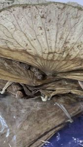 ใบบัว(ตากแห้ง) ไน่เฮียะ Lotus leaves.ปริมาณ 1กิโลกรัม สำหรับห่ออาหาร ห่อข้าวเหนียว ทำขนมบ๊ะจ่าง ข้าวห่อใบบัว