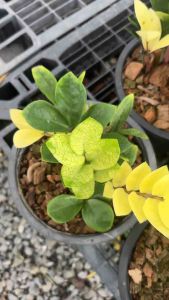 #กวักมรกตยอดทอง" #กวักมรกตยอดทอง 🎋 ไอเท็มที่ยังคงมาแรง ๆ ❤ ชำติดรากเรียบร้อย #กวักมรกต(ZanzibarGem) คุณสมบัติพิเศษของกวักมรกต ก็คือ #ช่วยผลิตออกซิเจนได้ ดีมาก และ #ดูแลง่าย กักเก็บน้ำได้ดี ไม่จำเป็นต้องรดน้ำ บ่อยๆ จึงเหมาะสำหรับปลูกเพื่อดูดกลิ่นในห้อ