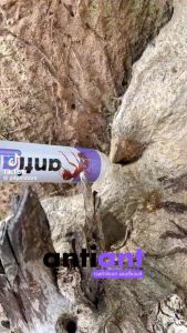 แพค2หลอด(เพิ่มปริมานขึ้น) เจลกำจัดมด Anti Ant แอนติแอนท์ เหยื่อกำจัดมด เจลล่อมด หยดเดียวตายยกรัง