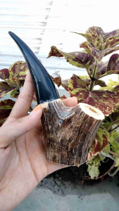 once padutan tanduk kerbau kombinasi tanduk RS B8