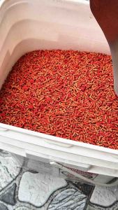 1kg cám ớt nguyên chất cho Nhồng Cưỡng Sáo tập nói - thức ăn chim