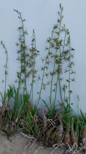 6 ชุด ว่านช้างผสมโขลง 5 หัว กล้วยไม้ดิน เมตตามหานิยม