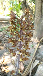 กล้วยไม้ดิน ว่านพญาอึ่ง ชุด 5 หัว เริ่มออกดอก กล้วยไม้ดิน ว่านพญาอึ่ง ชุด 5 หัว เริ่มออกดอก