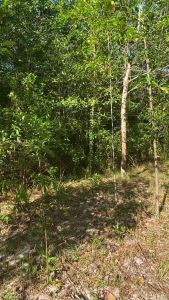 ดักนก 1.65 กิโลกรัม กาวต่อนก ดักหนู ดักแมลง ดักสัตว์ปีก ดักศัตรูพืช