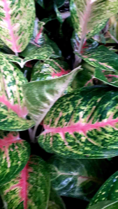 Tanaman hias murah aglonema bigpapa