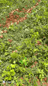 Bengkoang Alami dan Sehat: Bengkoang Gendoang Besusu 1 kg