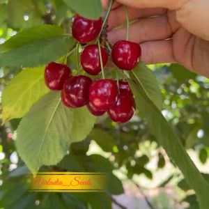 [Virladia Seeds] Biji Benih tanaman Buah Cherry Merah