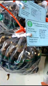 PPKS DXP SIMALUNGUN ISI 250 BERSERTIFIKAT