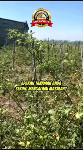 Pupuk Antek Anti Patek kemasan 100ml Anti Kriting Daun Bergaransi (Beli 3 Gratis 1)