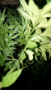 Daun kenikir segar 1kg atau daun ranamidang fresh petik langsung