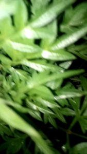 Jual daun kenikir segar 500 gram atau daun ranamidang fresh