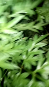 Promo Paket Hemat Daun Kenikir Segar