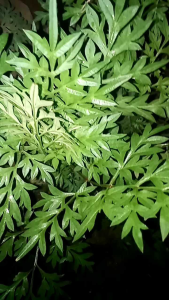 paket hemat daun kenikir segar 250 gram atau daun ranamidang fresh
