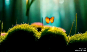 cat tembok 1kg premium interior & eksterior DAS PAINT one for all