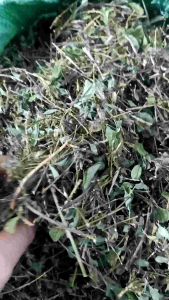 Cây Hàn The 1Kg - Thu Hái Và Phơi Khô Tự Nhiên liên hệ : Vui 0982772015 .