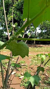 Insektisida Pembasmi Kutu Putih pada Tanaman: Efektif & Aman