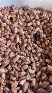 เสือ ตัวเลือก ถั่วลาย มาก 99% ดูสุดยอดเสื้อถั่วลาย เมล็ดพันธุ์ คั่วได้ ไม่ได้คลุก สารเคมี คุณภาพสูง