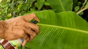 SLB(sikat lalat buah) kemasan 250ml