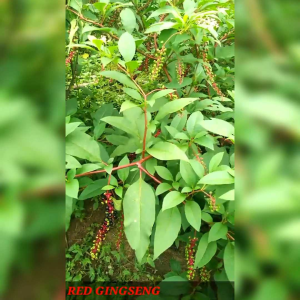 5 BUTIR BIJI BENIH TANAMAN GINSENG MERAH KOREA