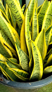 ลิ้นมังกรขอบทอง (ชุดละ 5 ต้น) สูงตั้งแต่ 1 ฟุตขึ้นไป