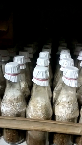 f2 bibit jamur tiram putih kmasan botol