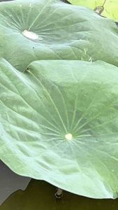 Viên Bột Lá Sen Nguyên Chất SATACHI – 100% Lá Sen – Dạng Viên Tiện Lợi – Hộp 180 viên