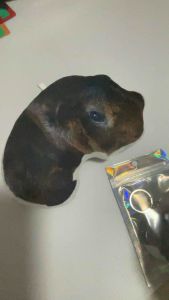 [SG SELLER] Customised Pillow for Humans / Pets