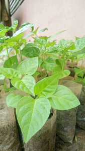 Benih cabe rawit acung 1 batang siap tanam asli pedas menggelegar