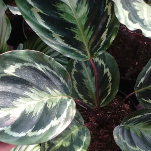 PRODAK ORIGINAL CALATHEA ROSEOPICTA MEDALION - Calathea Medalion IMPORT