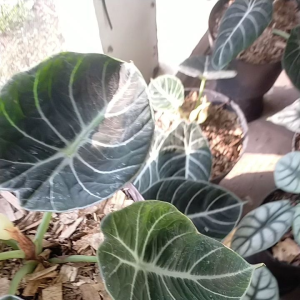 Tanaman Hias Alocasia Black Velvet 3-4 Daun