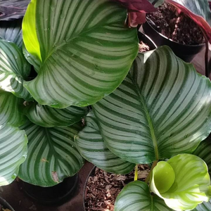 Tanaman Hias Calathea Orbifolia - Calathea Orbi