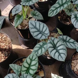 Tanaman Hias Alocasia Silver Dragon - Alocasia Silver Dragon