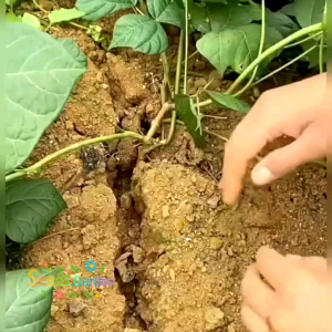 [TERLARIS] BIJI/BENIH TANAMAN BENGKOANG UNGGUL