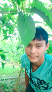 ใบกะต้องสุราษฎร์ธานีแท้ 100%